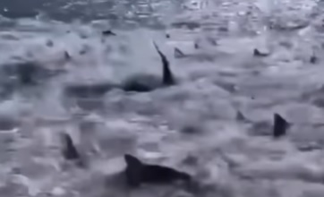 Cardume de tubarões é registrado em vídeo impressionante