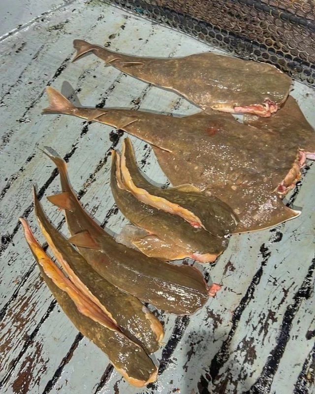 polvo, camarão, cação entre outras espécies de pescados foram apreendidos em Navegantes