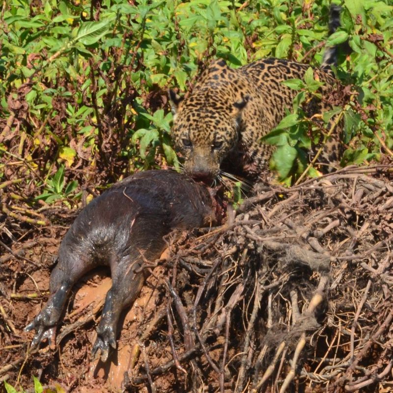 Imagem mostra imponente onça atacando uma capivara 