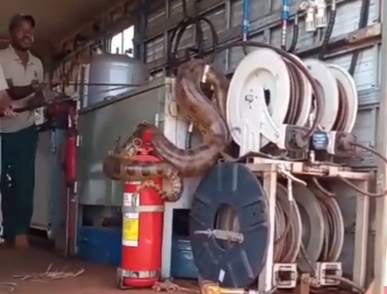 Sucuri aparece em baú de caminhão