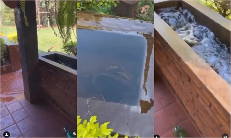 Sucuri estava enrolada em um passarinho 