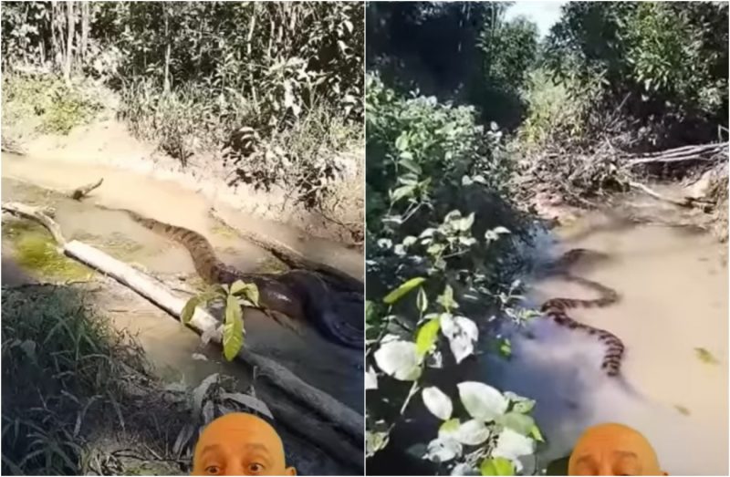 anaconda serpenteado em córrego