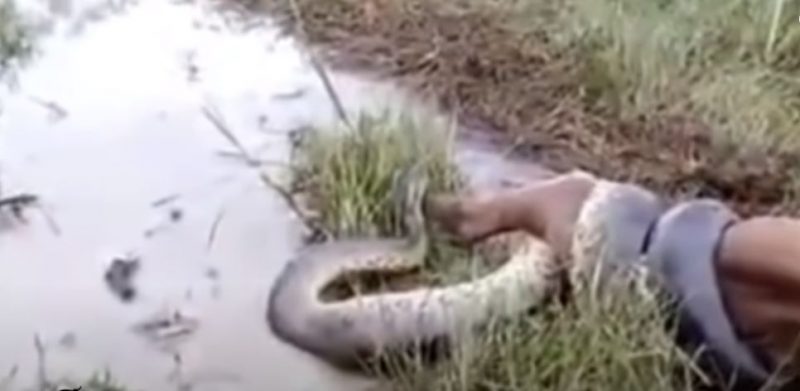 V&iacute;deo mostra sucuri colossal atacando bezerro – Foto: Reprodu&ccedil;&atilde;o/@Natanmends/ND