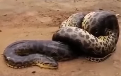 Sucuri devora serpente da mesma espécie