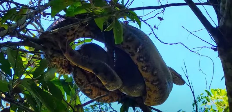 sucuri foi flagrada por guia turístico