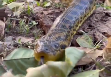 Sucuri-amarela viraliza em vídeo