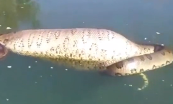 Sucuri é flagrada após comer presa