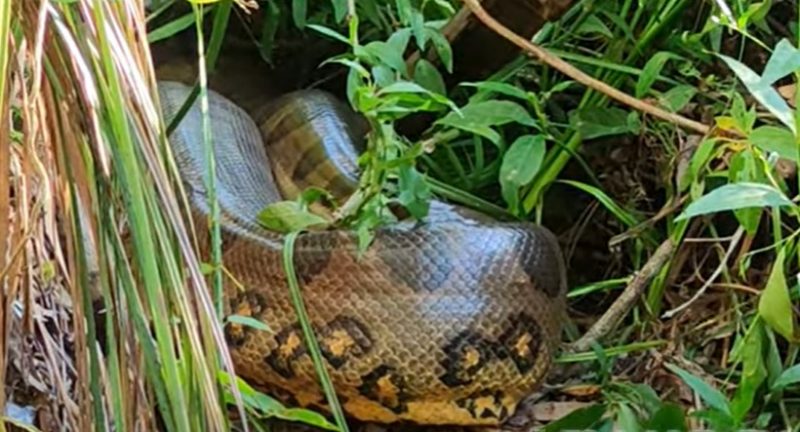 A sucuri é uma temida cobra. – Foto: Vilmar Teixeira/Reprodução/ND