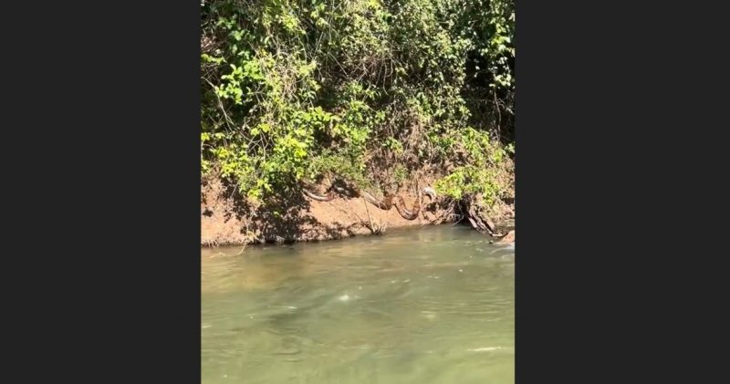 Sucuri aparece tomando banho de sol na beira de um rio – Foto: Reprodu&ccedil;&atilde;o/ND