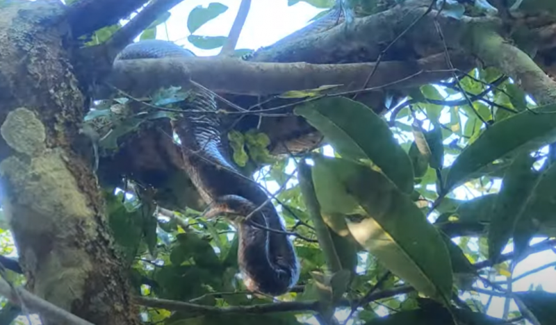 Sucuri foi flagrada sobre os galhos de uma árvore no Rio Formoso