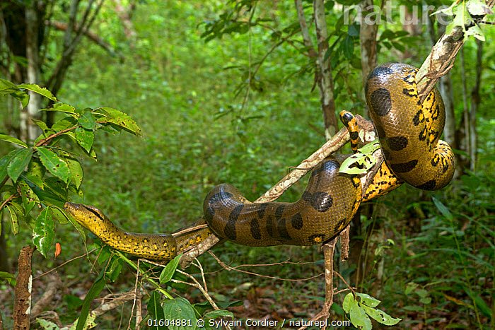 Sucuri em &aacute;rvore – Foto: Sylvain Cordier