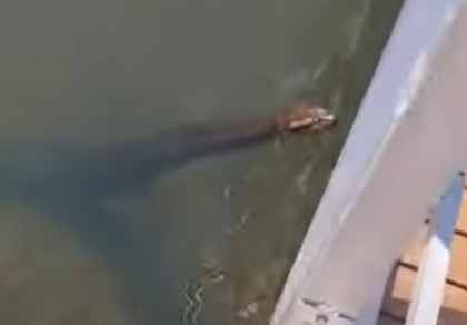 Vídeo de sucuri foi utilizado para exemplificar causo contado pelo avô de youtuber