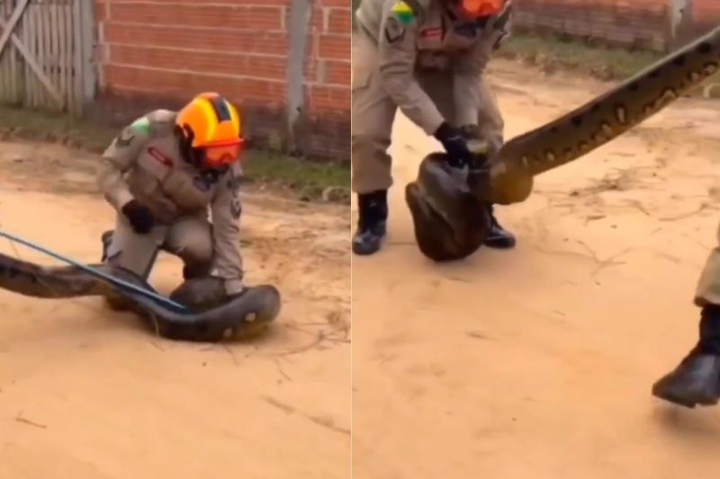 Sucuri quase derruba os bombeiros