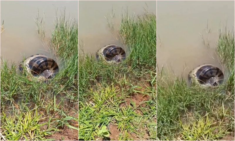 A sucuri foi vista na beira de um lago e enrolada no peixe – Foto: Reprodu&ccedil;&atilde;o/ND
