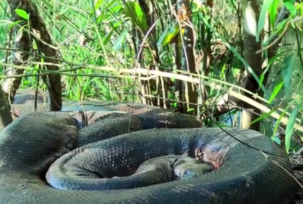Sucuri aparece enrolada às margens de rio