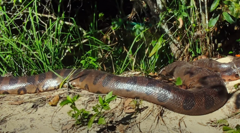 O flagra da sucuri gigante foi registrado e publicado em um canal do YouTube