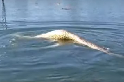 Sucuri não consegue mergulhar em vídeo