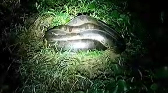 Sucuri é encontrada durante pescaria