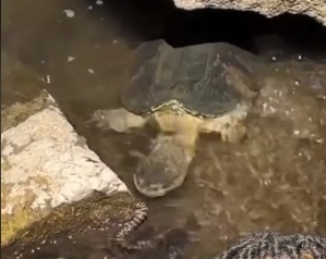 No vídeo é possível ver a tartaruga engolindo a cobra por inteira em uma única mordida 