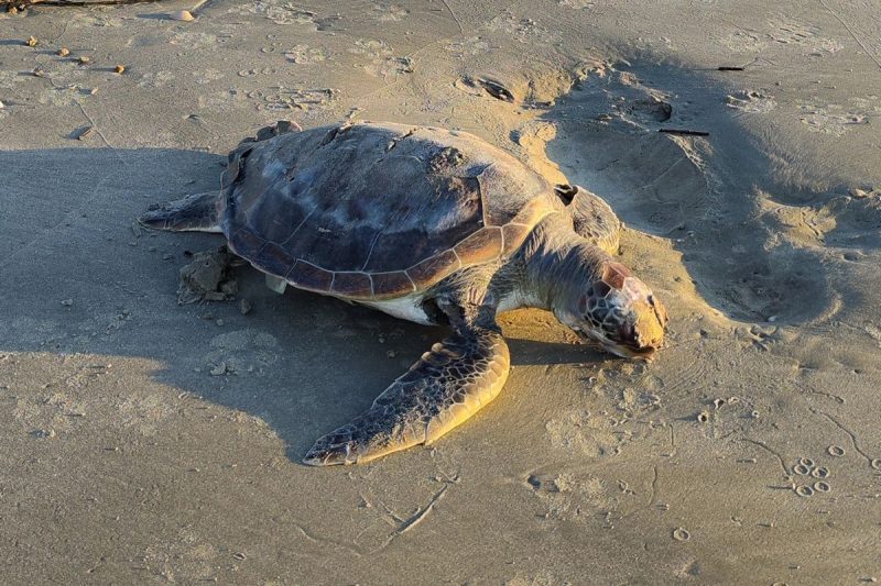 N&uacute;mero de animais encontrados chama a aten&ccedil;&atilde;o – Foto: PMP-BS/Reprodu&ccedil;&atilde;o/ND