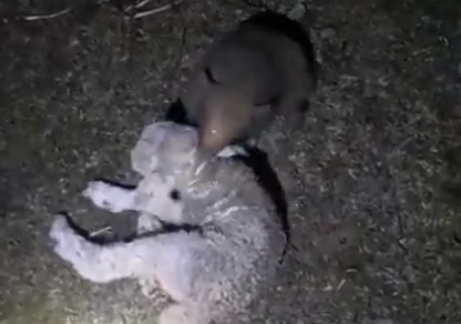 Tatu arrasta ovelha morta