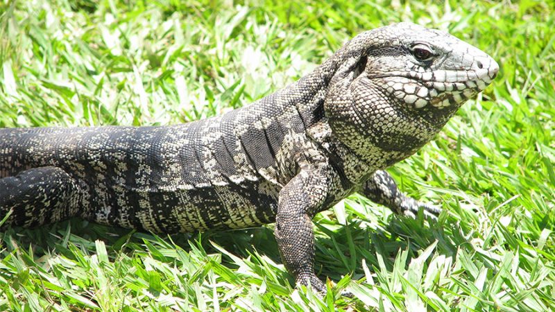 H&aacute; relatos de animais como esses tidos como de estima&ccedil;&atilde;o – Foto: Reprodu&ccedil;&atilde;o