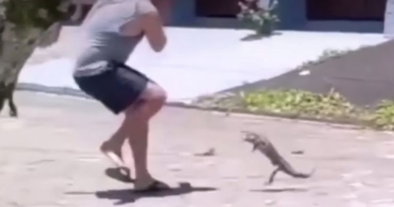 Lagarto atacou homem que tentou domesticá-lo