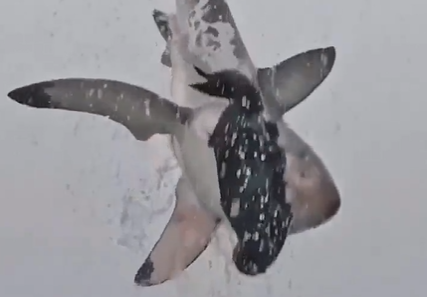 Tubarão coloca o corpo inteiro para fora da água em vídeo