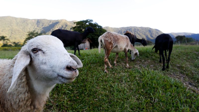 Na imagem aparecem ovelhas no campo, em Joinville