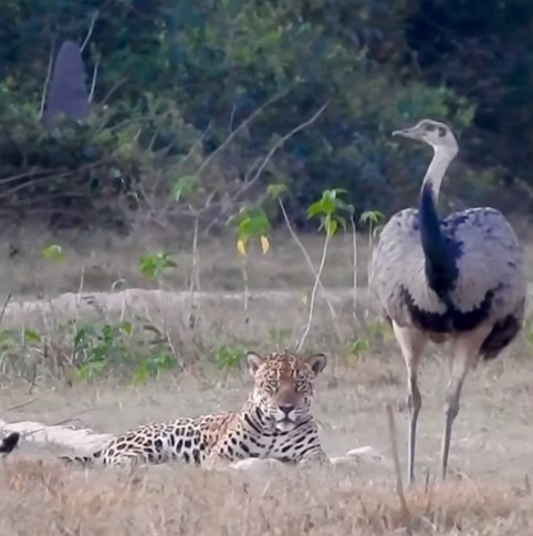 Guia de turismo com uma c&acirc;mera que filma em longas dist&acirc;ncias falou sobre o v&iacute;deo inusitado feito no Brasil – Foto: @ailton_lara/Redes Sociais/Divulga&ccedil;&atilde;o/ND