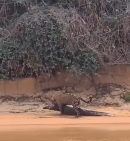 Flagra revela felino carregando r&eacute;ptil para ser devorado e surpreendeu a web nesta semana – Foto: @PantanalOficial/Redes Sociais/Divulga&ccedil;&atilde;o/ND