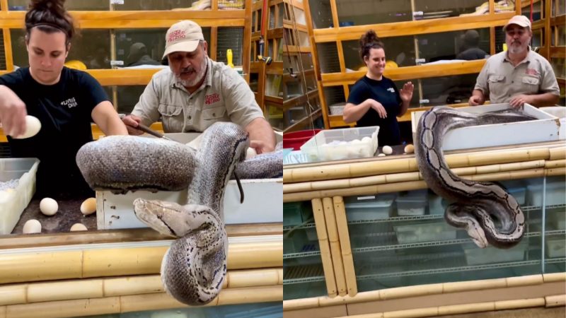 Dupla estava pegando os ovos da cobra