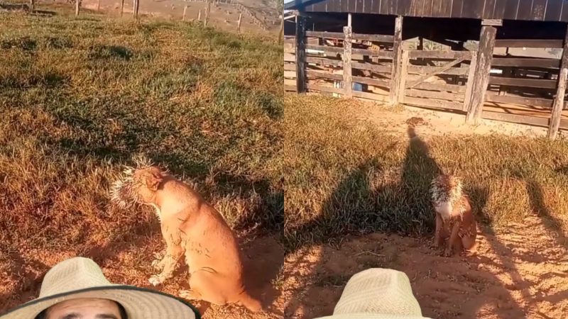 Cachorros ficam extremamente feridos