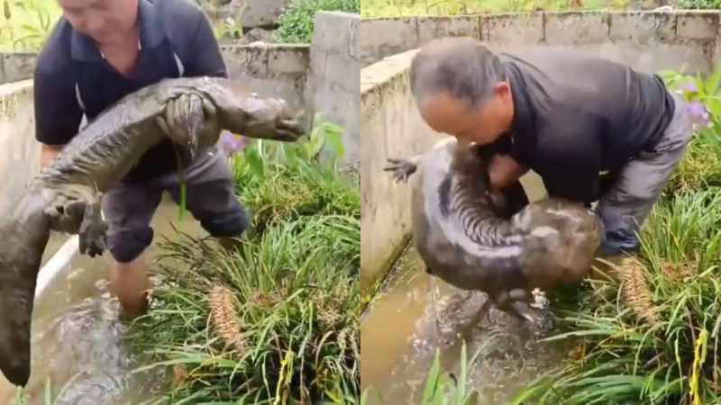 Salamandra gigante da china viraliza nas redes