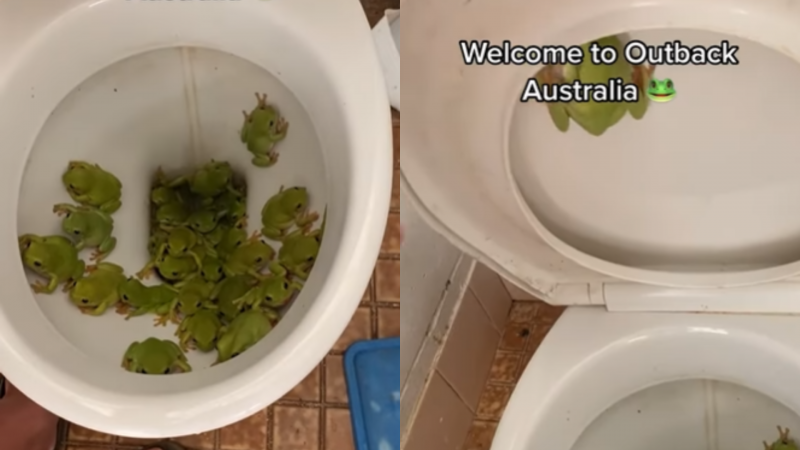 Quase 30 pererecas são vistas em privada na Austrália