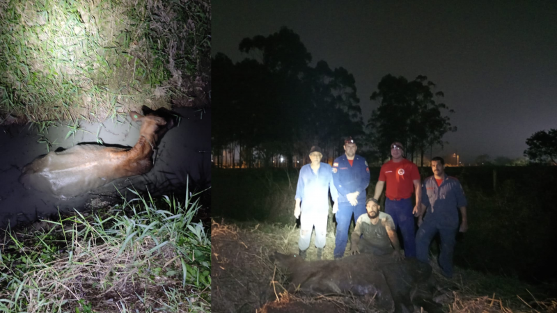 Vaca fica presa em vala e é resgata pelos Bombeiros
