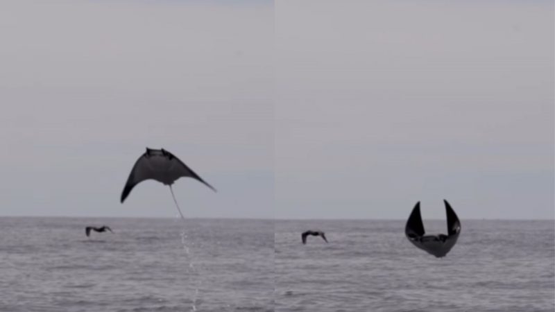 Arraia mostra show de saltos ornamentais