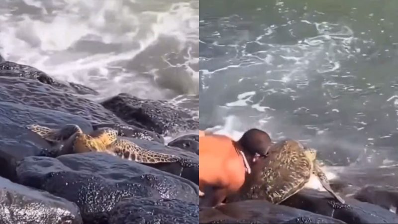 Tartaruga é salva por 'herói'