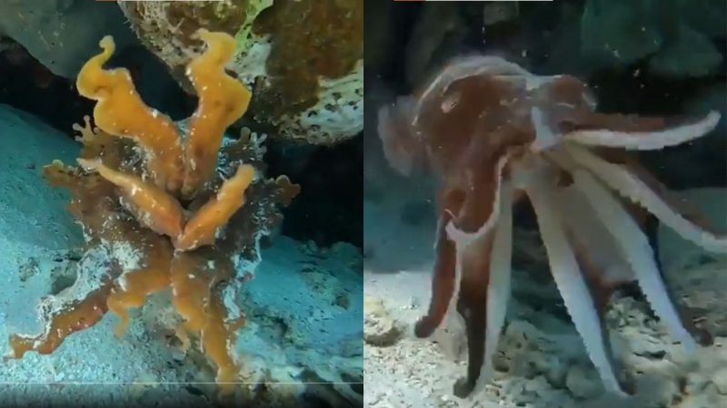 Choco é um mestre do disfarce