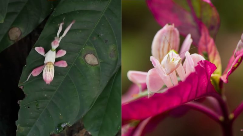 Louva-a-deus vestido para matar