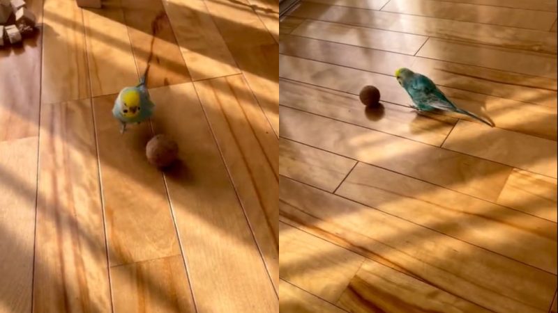 Papagaio é nova promessa do futebol no mundo animal