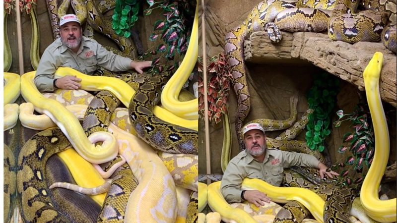 Macarrão de cobras': homem exibe coragem ao gravar vídeo em meio a 10  serpentes gigantes