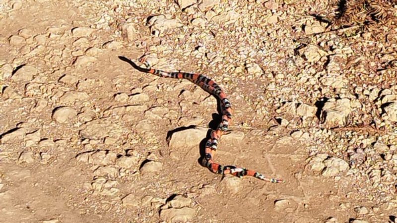 Biólogo explica suposto acasalamento 