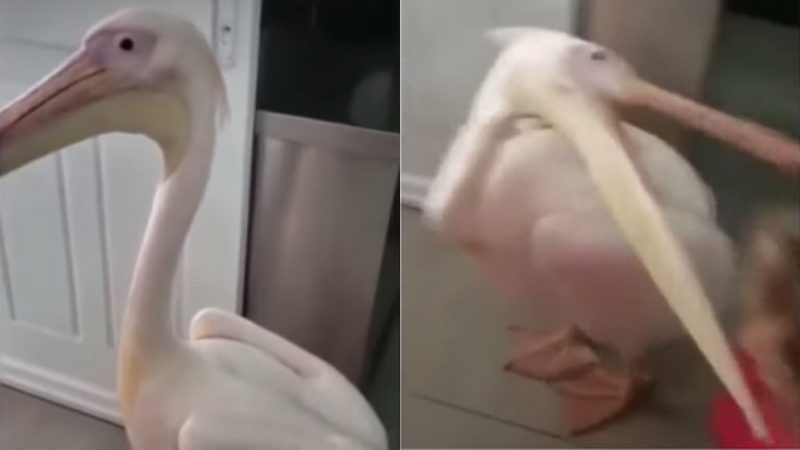 Pelicano atacou a criança após ser tocado por ela