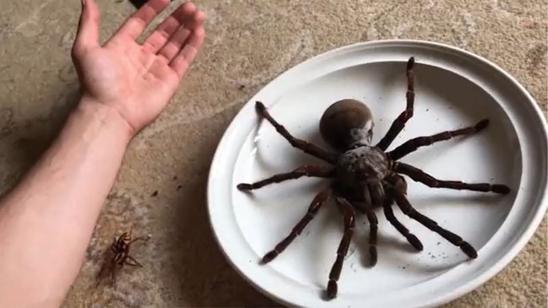 Aranha surpreende pelo tamanho