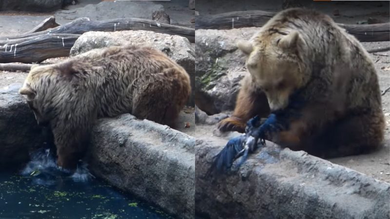 Corvo é salvo por urso vegetariano em zoológico