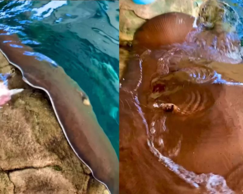 Raias s&atilde;o “parentes” dos dinossauros e at&eacute; hoje intrigam cientistas – Foto: Rede Social/Divulga&ccedil;&atilde;o/ND