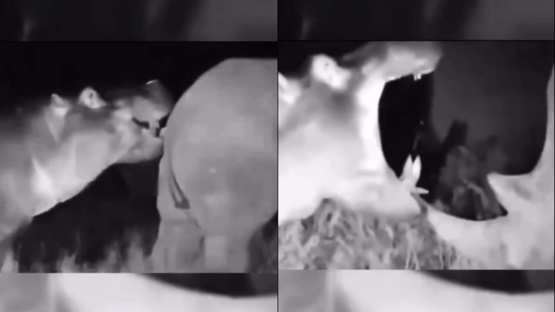 Após morder bumbum, hipopótamo leva 'corre' de rinoceronte