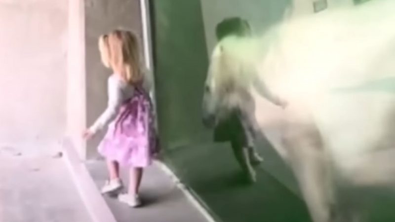 Urso polar ativa modo predador com garotinha