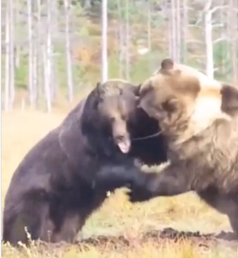 Biólogo Henrique Abraão reagiu o vídeo e comenta que esses ursos podem chegar a 600 kg